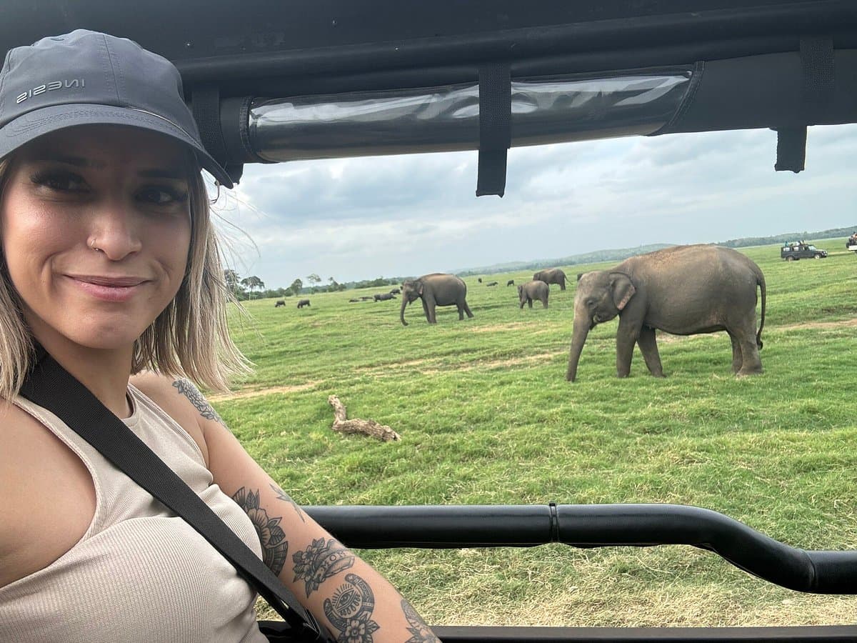 Large herd of elephants in Kaudulla during peak gathering season