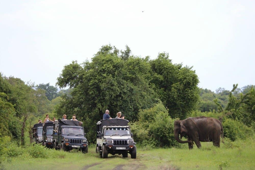 Cost comparison chart showing safari expenses for Kaudulla vs Yala
