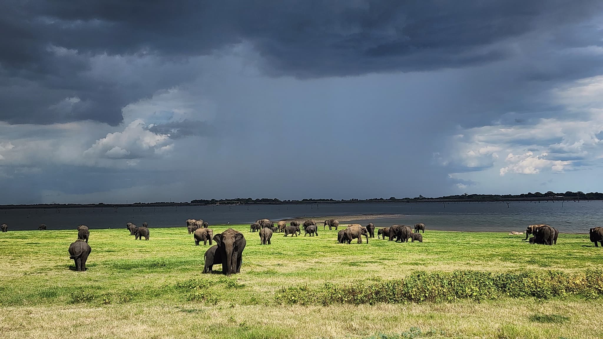 Comparison showing Kaudulla's focused elephant gathering vs Yala's diverse wildlife