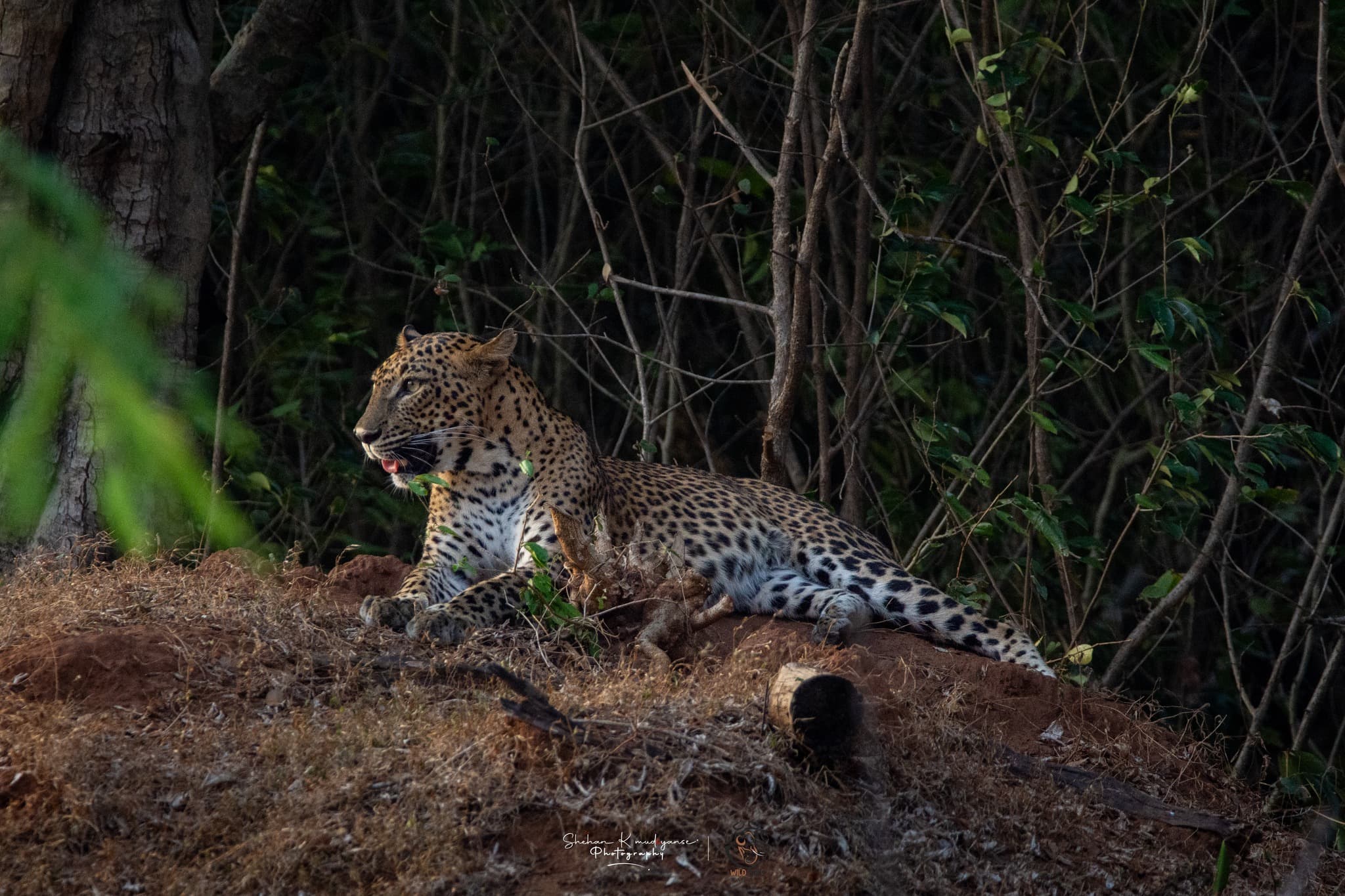 Chart showing optimal seasons for Kaudulla elephant gathering and Yala leopard viewing