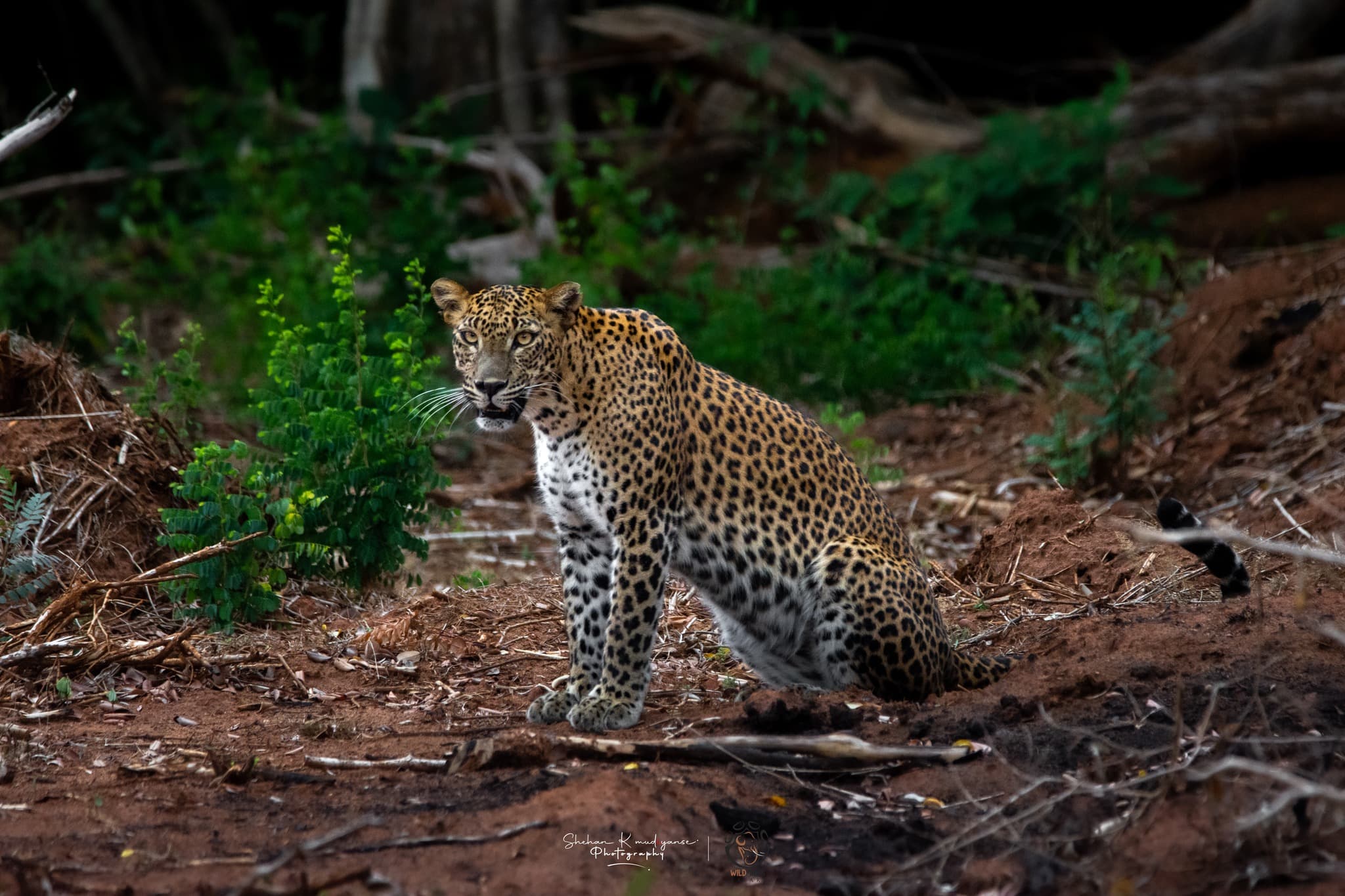 Leopard resting in tree at Yala National Park, classic sighting
