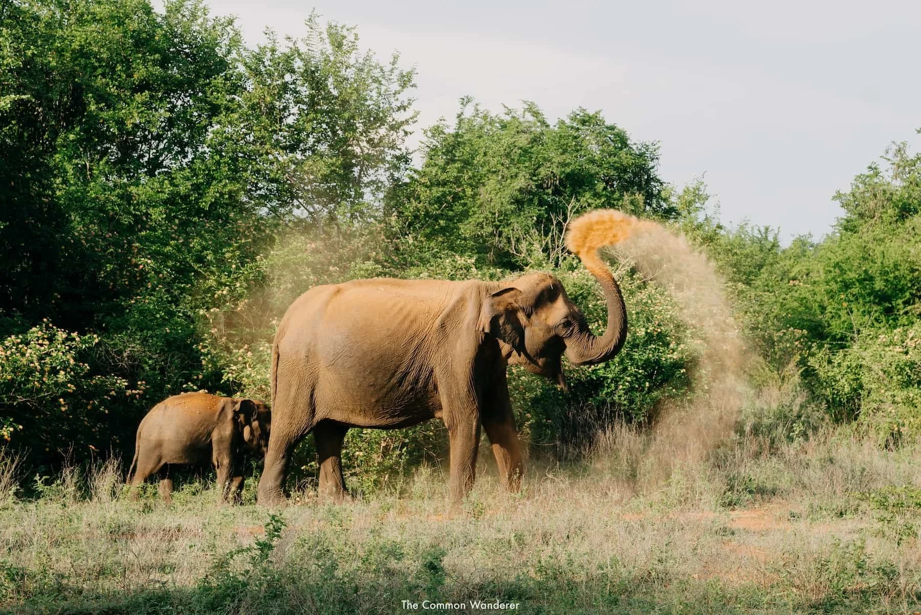 Elephant herd in Udawalawe's open grasslands showing year-round viewing reliability