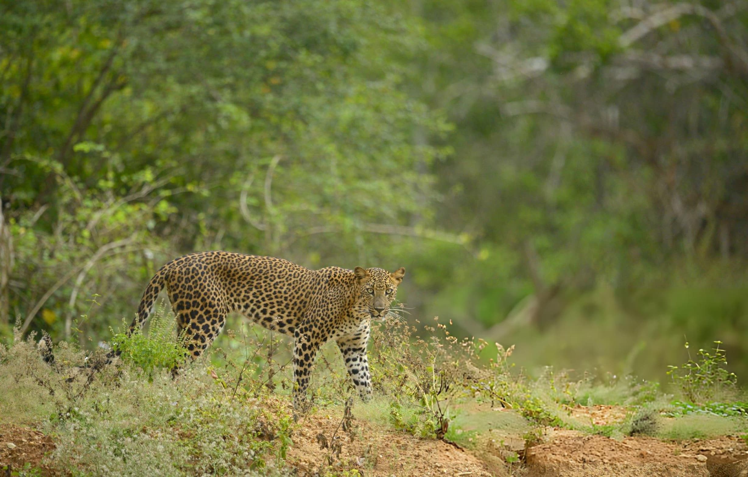 Leopard resting in tree at Yala National Park showcasing world's highest leopard density