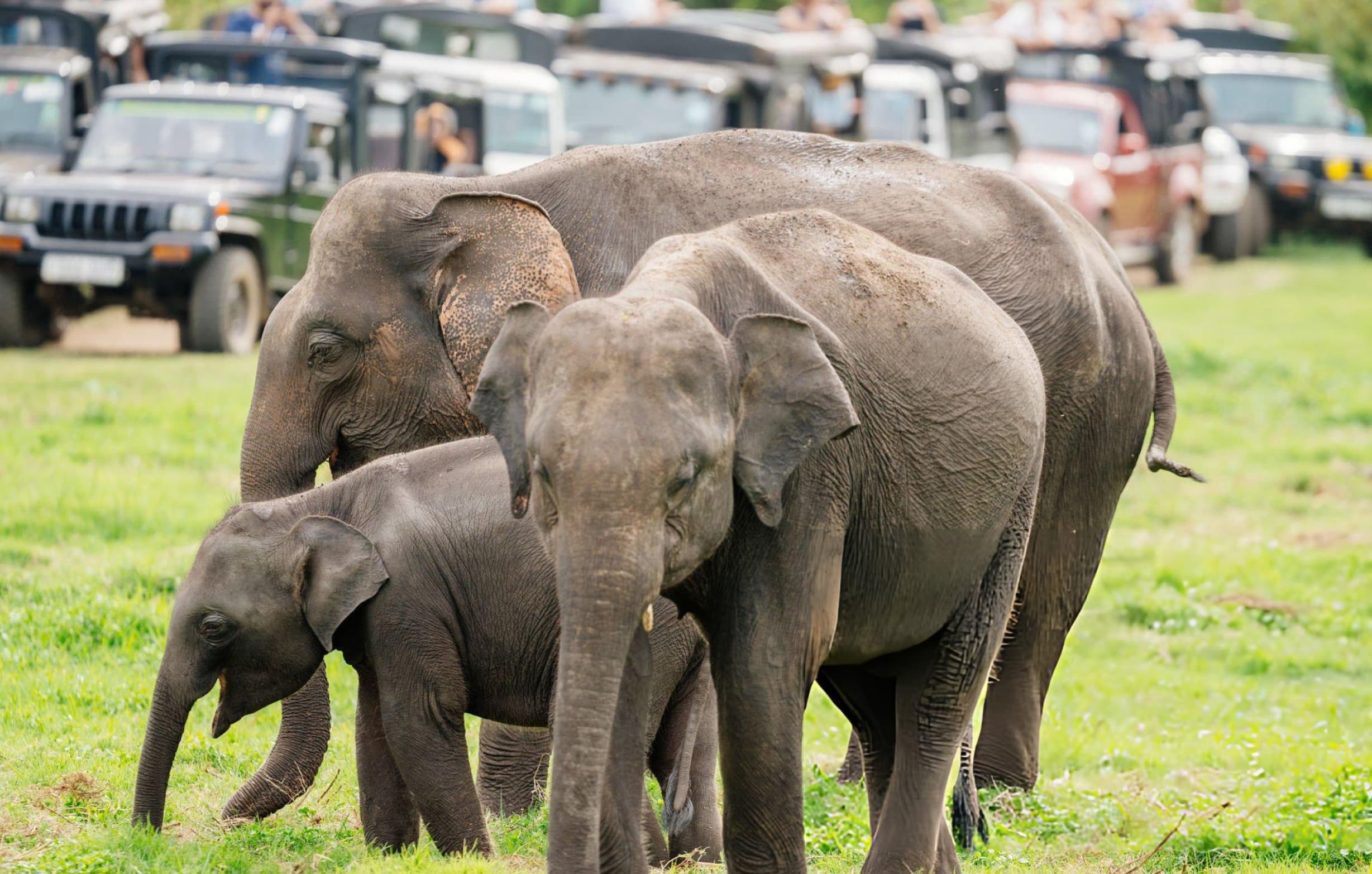 Kaudulla National Park ecosystem showing ancient tank, grasslands and elephant herds