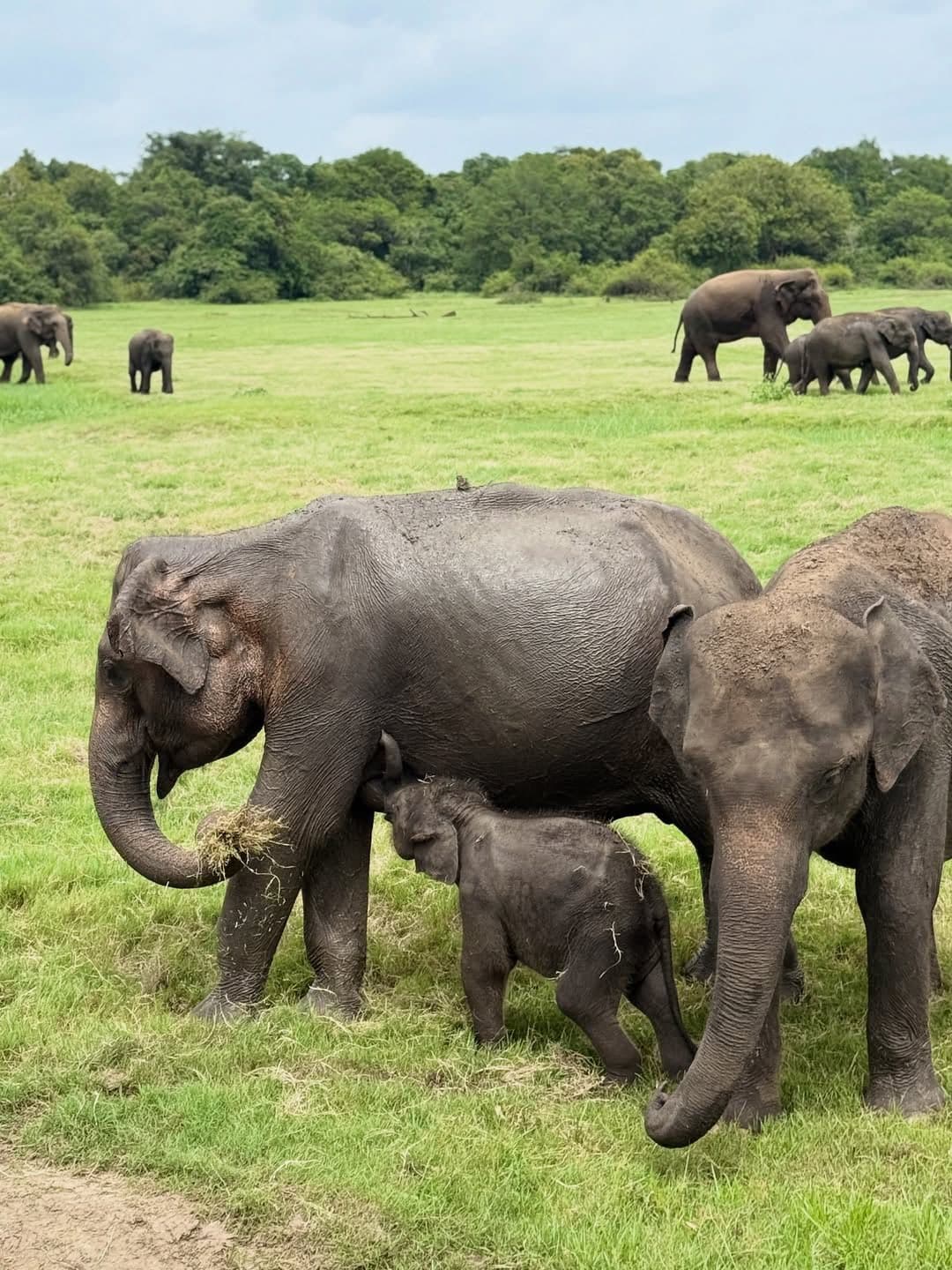 Elephant family group showing matriarch with calf social behavior at Kaudulla