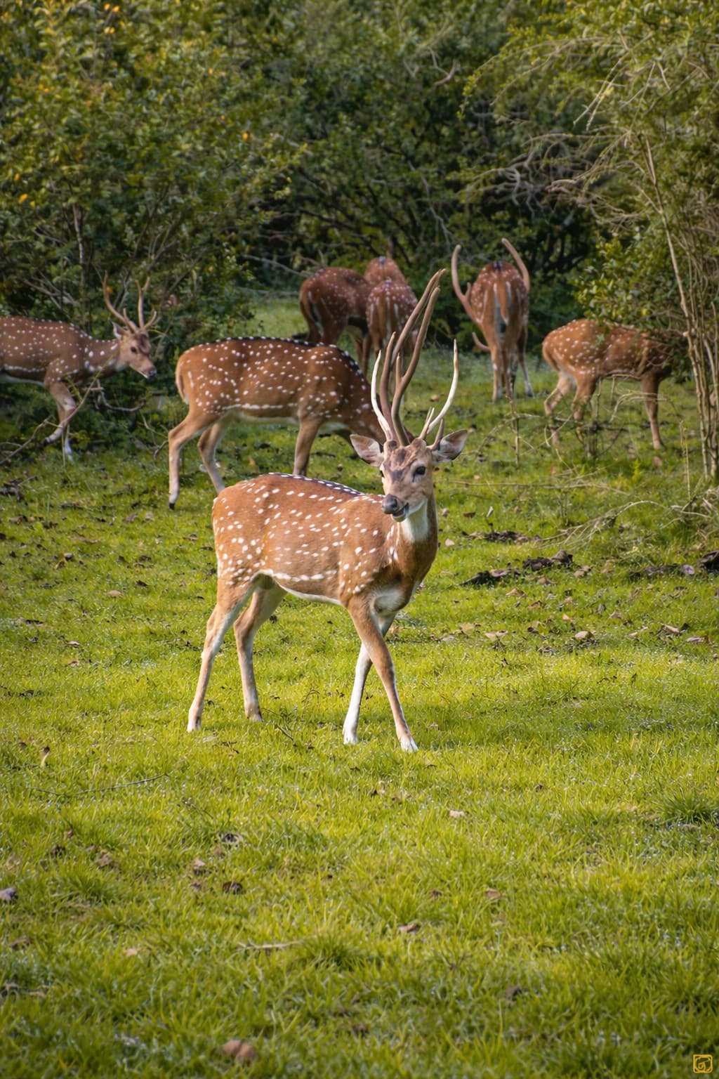 Spotted deer herd grazing in Kaudulla National Park grasslands