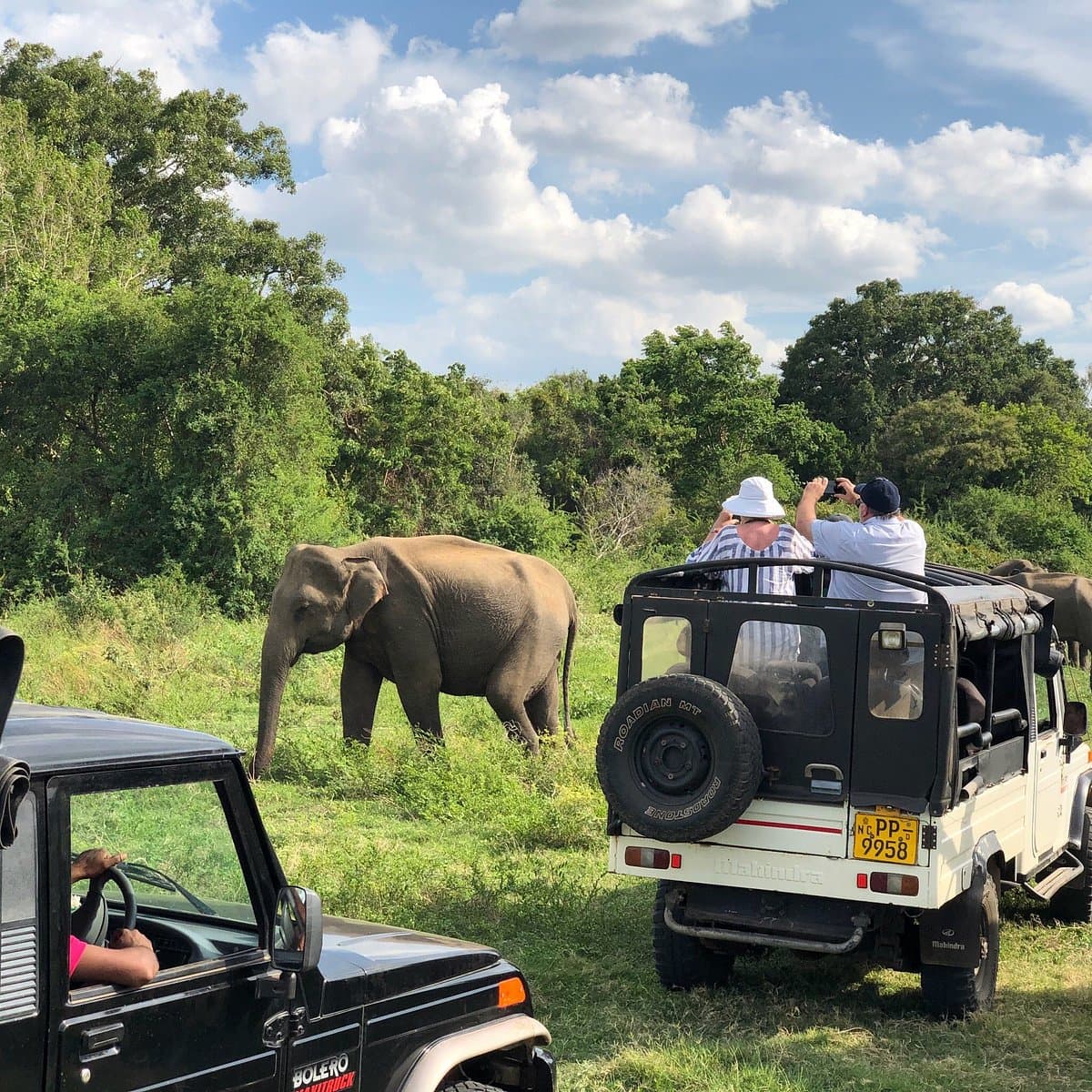 Safari photography showing challenging conditions with dust and vehicle-based shooting