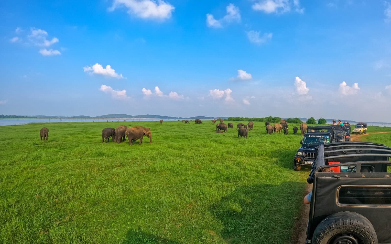 Kaudulla Safari Landscape