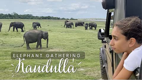 Elephant Gathering at Kaudulla National Park