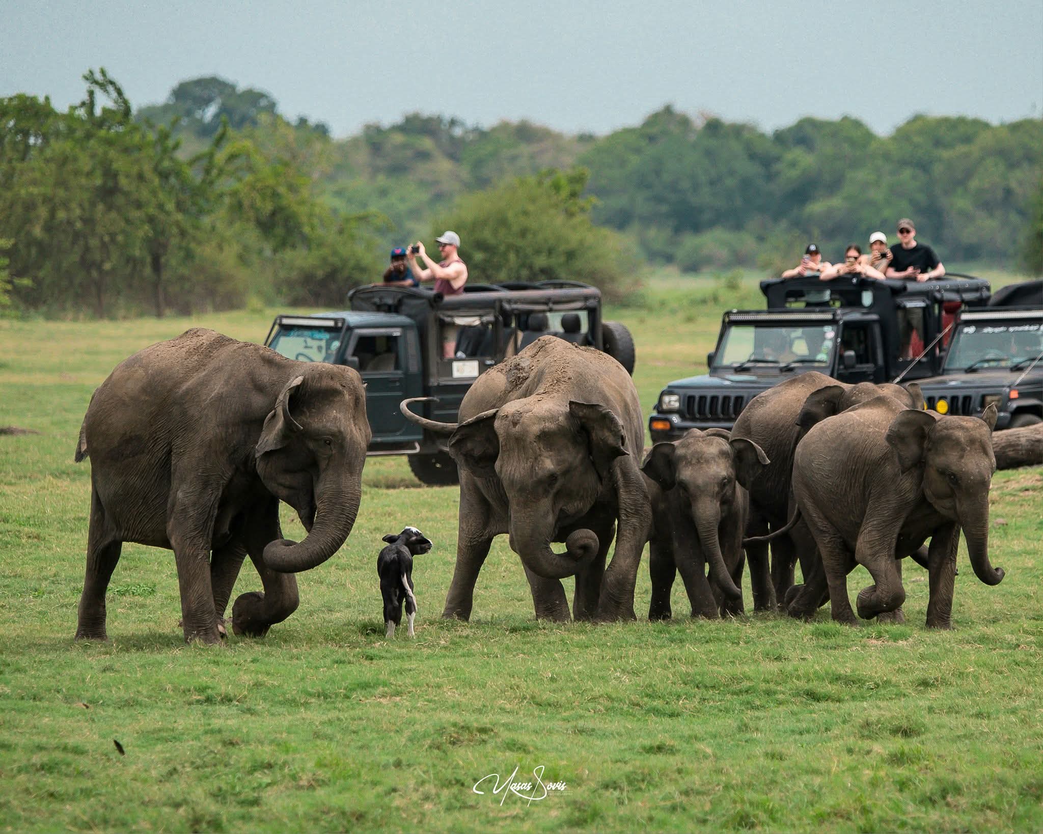 Kaudulla National Park Elephant Gathering: Complete 2026 Safari Guide