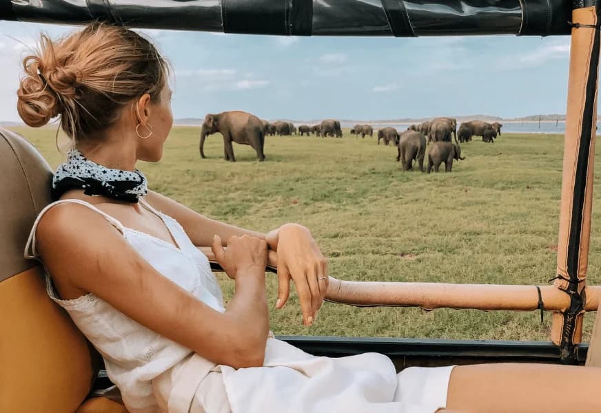 Top 10 Animals You'll See on a Kaudulla Safari: Complete Wildlife Spotting Guide