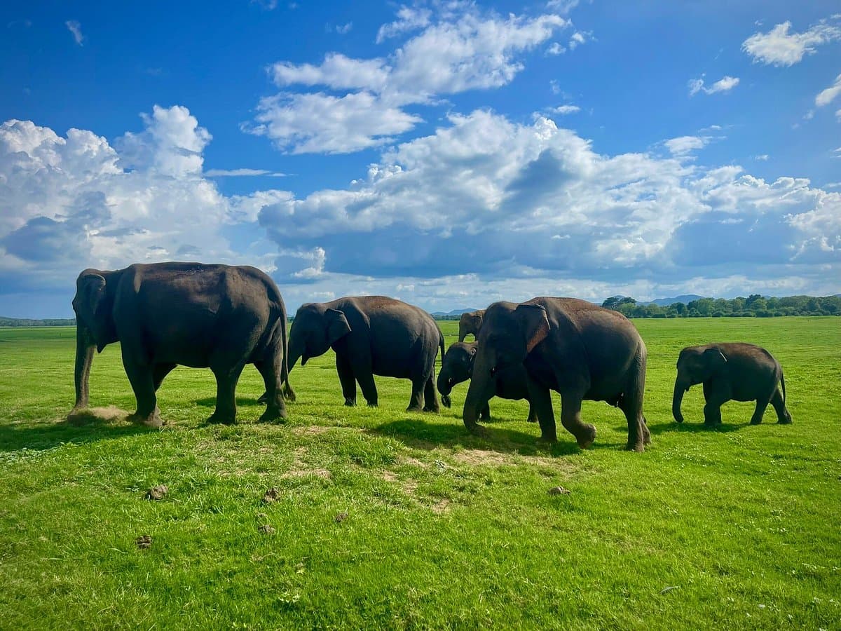 Cheetah in African safari